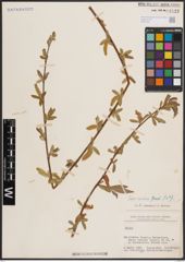 Foto von Salix excelsa S. G. Gmel.